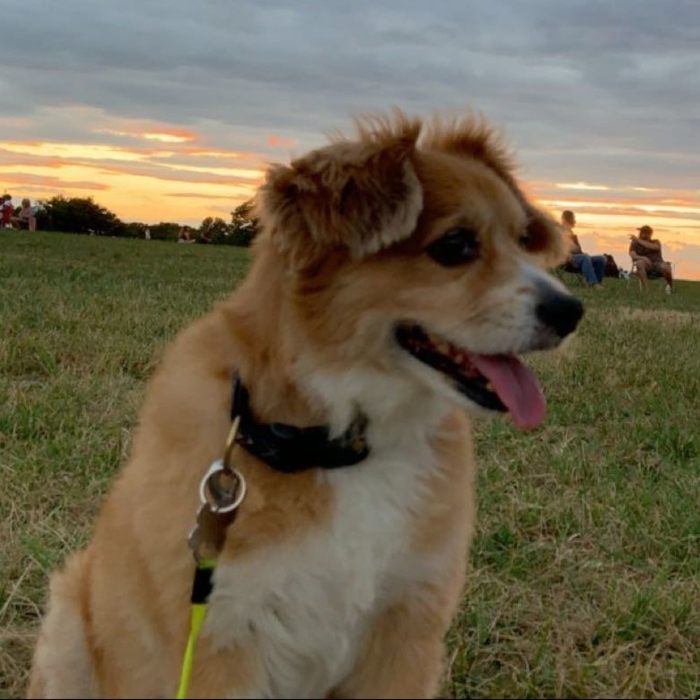 Meet your Posher, Raya